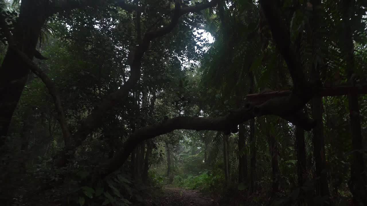안개 사이로 아침의 달콤한 빛이 깊은 숲의 나무들을 깨웠어