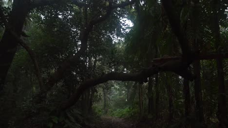 through the mist the sweet light of morning awakened the trees of the deep forest