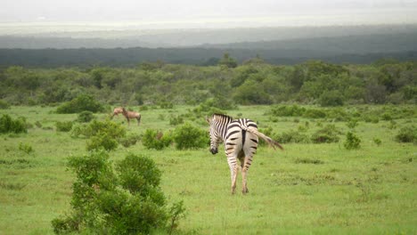 zebra and distant red hartebeest on rolling green african savanna