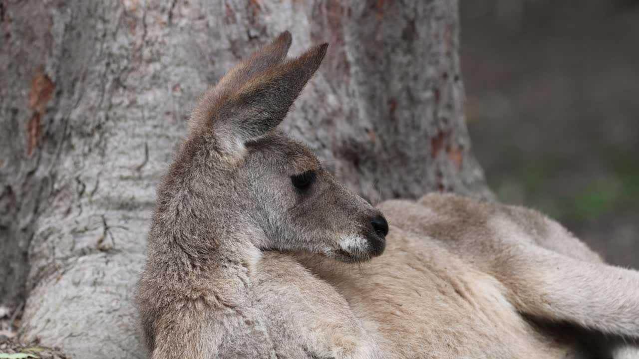 un canguro se relaja tranquilamente contra un tronco de árbol