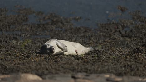 close up of a cute gray, day old harbor seal laying on the kelp covered shore looking around and then laying down to sleep