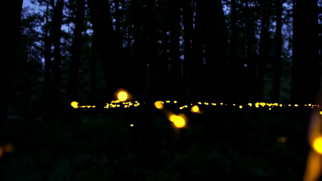 밤에 숲에서 반딧불이