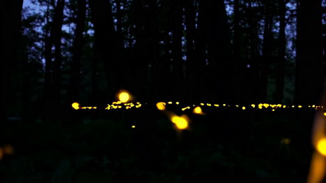 Luciérnagas en el bosque por la noche