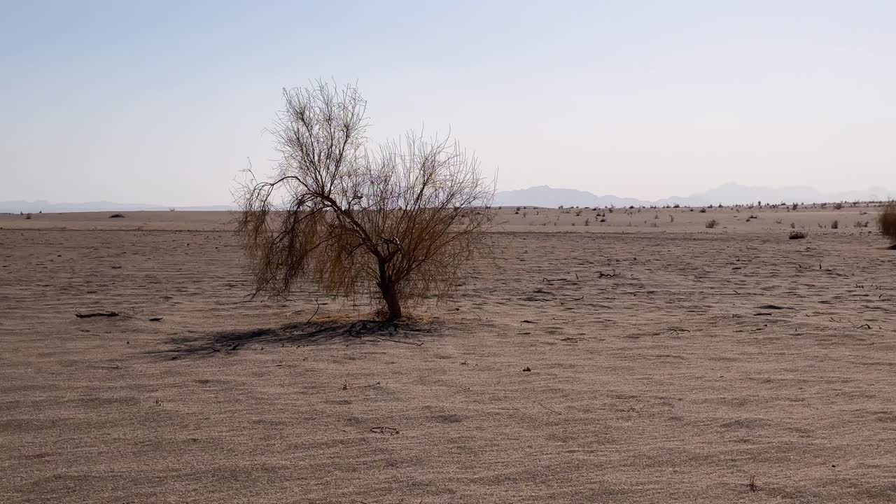 desert nature dey flora plant dry tree scenic saudi arabia iran travel guide destination sand dune golden sunlight summer environment outdoor vacation tourist wanderlust relaxation warm climate tehran