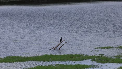 birds glide over water with lush green banks