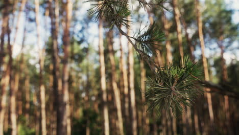 Forest in the daylight