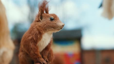 Ausgestopftes-Eichhörnchen-Im-Garten-Ausgestellt