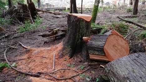 Pacific-Northwest,-Pacific-Spirit-Regional-Park-in-Vancouver,-British-Columbia-tree-cut-down,-cutting-trees