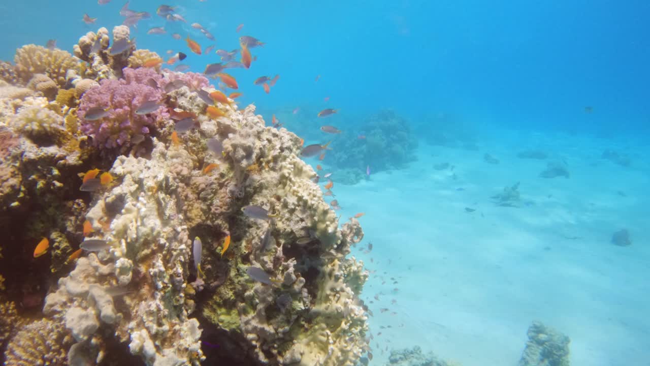 Fondali di una barriera corallina con molti piccoli pesci multicolori in acque blu cristalline e incontaminate, slow motion.