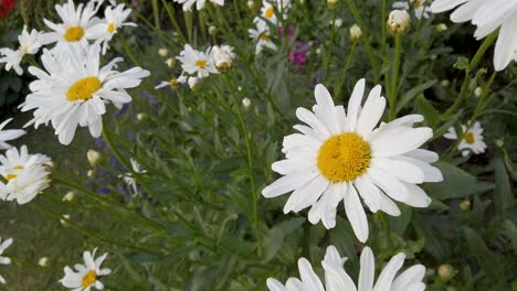 Nahaufnahme-Einer-Oxeye-Gänseblümchen-Blume