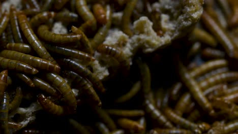 The-Mealworm-is-a-species-of-Darkling-Beetle-used-to-feed-pets-like-fish,-snakes,-birds,-and-frogs