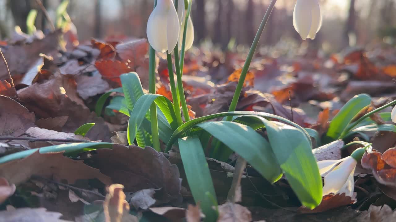 Hyrcanian forest snowdrop Asia Middle East nature Iran flower background beauty blossom closeup ecology galanthus garden growth leaf meadow scenic wonderful plant seasonal sunlight in Mazandaran