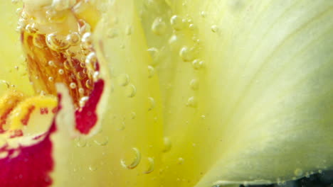 close-up of an orchid flower submerged in water with bubbles