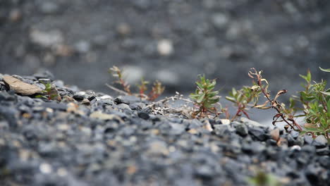 Las-Plantas-Crecen-Entre-Rocas-Negras