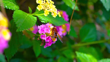 honey bee apis during pollination in yellow and purple flowers