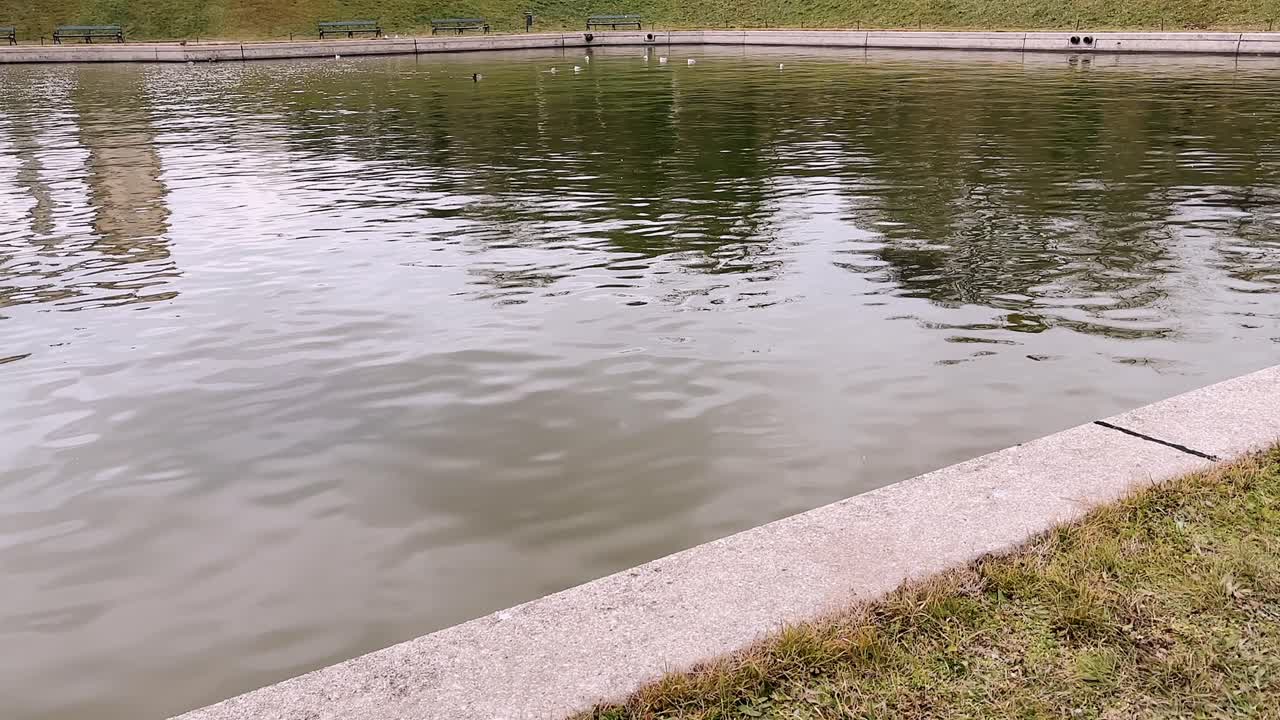 Gentle ripples on a pond in a Vienna park, reflecting trees and benches