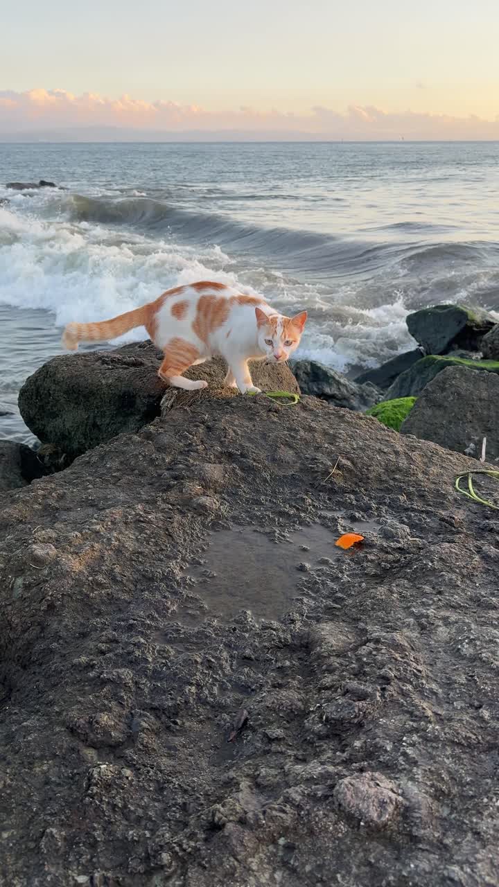 Gato Curioso Explorando o Litoral Rochoso do Oceano ao Nascer do Sol
