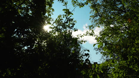 Sol-Brillando-Entre-Tres-En-Un-Parque-En-Un-Día-Azul-Soleado