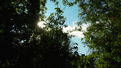 Sun-shining-through-threes-in-a-park-at-a-sunny-blue-day