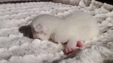 Weißes-Neugeborenes-Bengal-Kätzchen-Auf-Einer-Decke