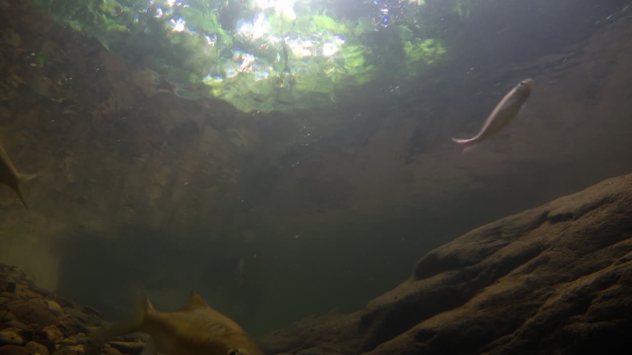 el parque nacional kaeng krachan es el hogar de muchos animales salvajes fantásticos y los arroyos son una fuente de vida de agua dulce para que los animales beban y los peces naden.