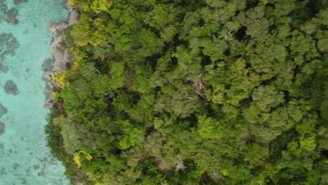 Säulenkiefern-Geben-Den-Blick-Auf-Klares-Wasser-Auf-Der-Insel-Lifou,-Neukaledonien-Frei-–-Senkrecht-Nach-Unten-Gerichtete-Luftaufnahmen