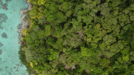 pinos columnares que revelan aguas claras en la isla de lifou, nueva caledonia - directamente hacia abajo vertical aérea