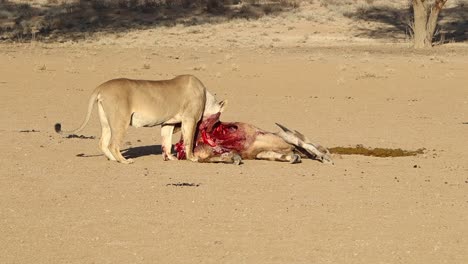 graphic: bloody africa lion chews a recently killed eland