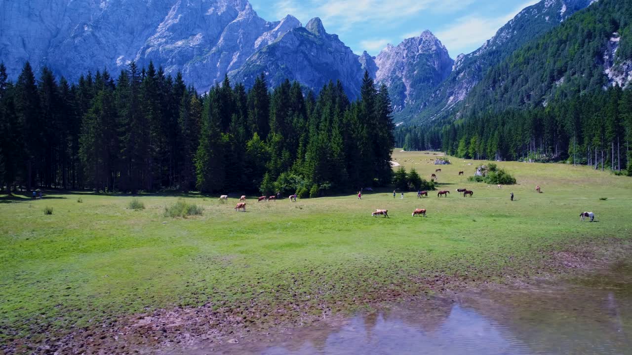 caballos pastando en el campo verde. lago lago di fusine superior italia alpes. vuelos aéreos de drones fpv.