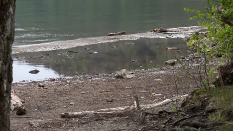 walensee lake walen shoreline shore beach switzerland driftwood drafted wood