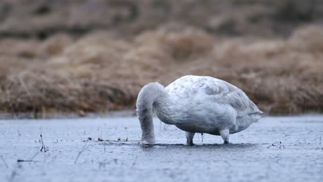 Whooper-swans-during-spring-migration-resting-in-dry-grass-flooded-meadow-puddle