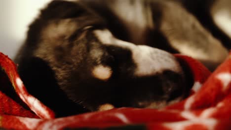 various closeup shots of sleepy puppy in evening light