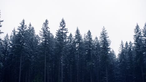 panning shot of pine forest tree tops on cold winter day, vancouver, canada