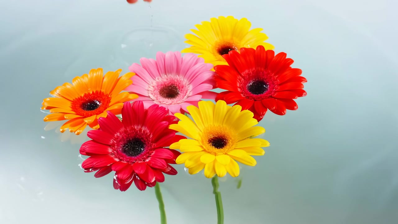 手が6本のガーベラの花を穏やかな薄青い水面に下ろす。茎は水中に沈み、花は優しく波紋が広がる中で直立して浮かぶ。散らばる水滴、柔らかな反射、鮮やかな花びら、暗い背景。