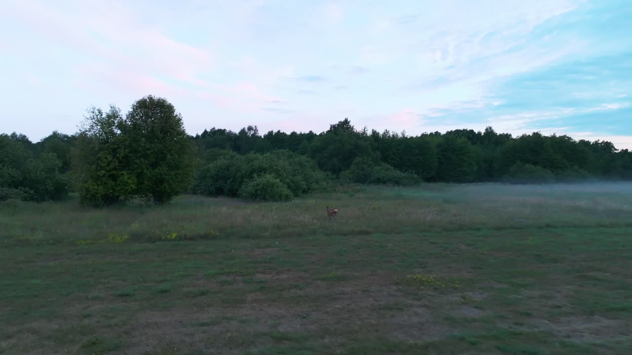 Deer running on a field in the evening light in summer. Looks back at camera