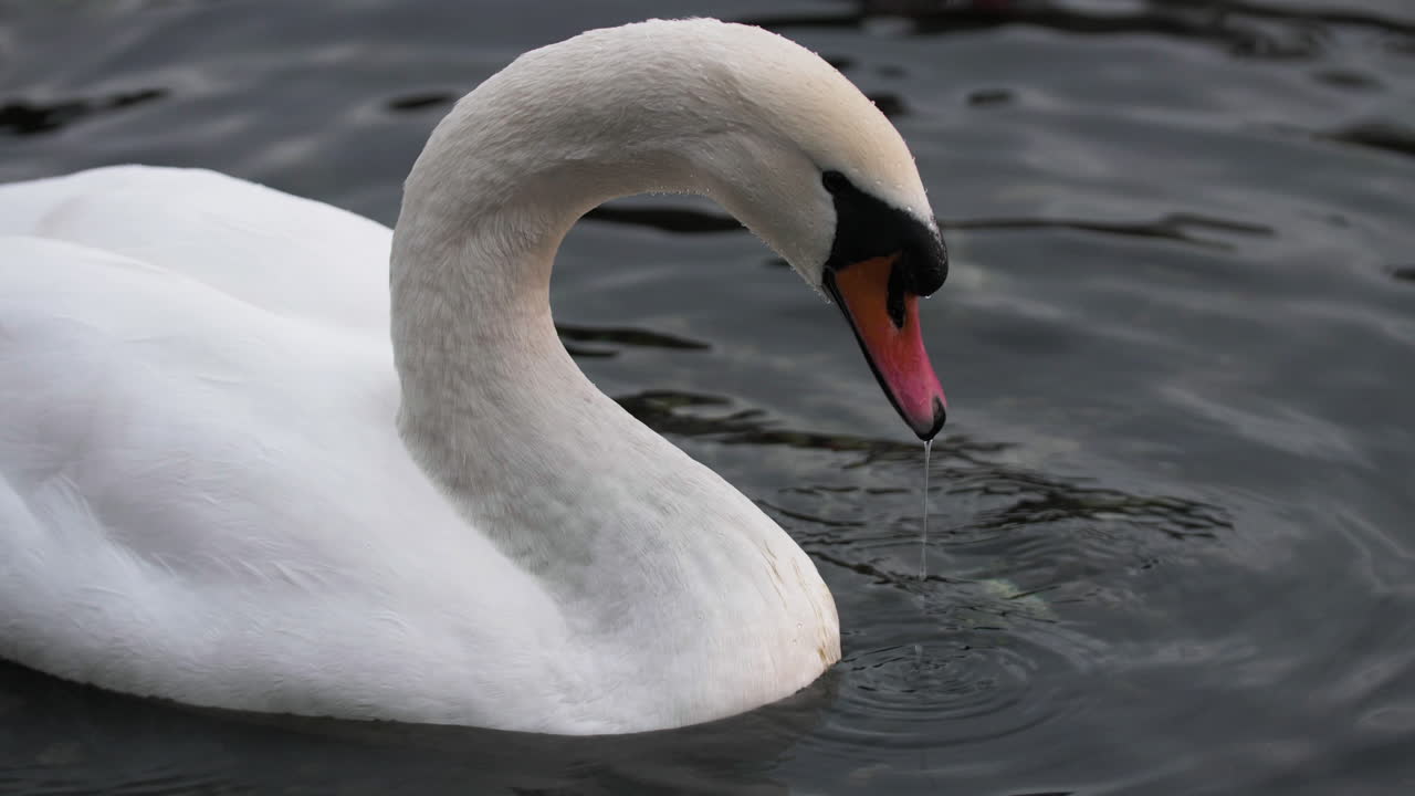 cisne en cámara lenta en el lago de como