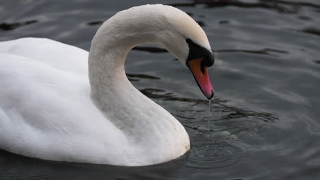 slow motion swan in lake como