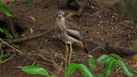 Un-Pájaro-Zarapito-Arbusto-Se-Encuentra-En-El-Suelo-En-Australia