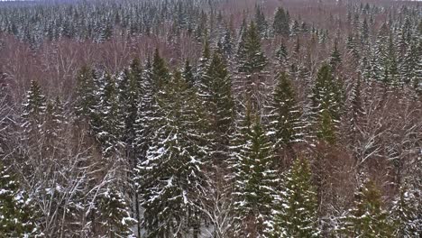 Luftaufnahme-Des-Weitläufigen-Naturgebiets,-Das-Im-Winter-Mit-Nadelwald-Bedeckt-Ist