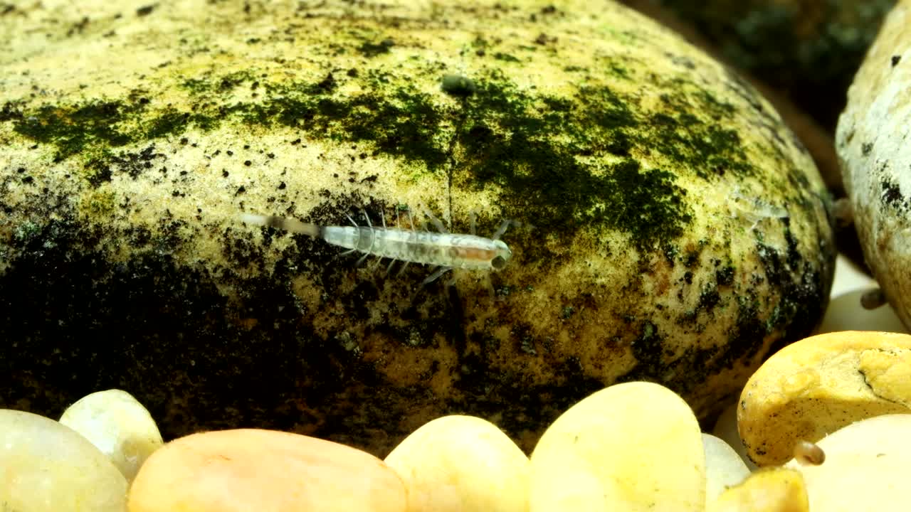Tiny mayfly nymph (Baetis sp.) clinging to a rock in a trout stream, underwater perspective, macro close-up