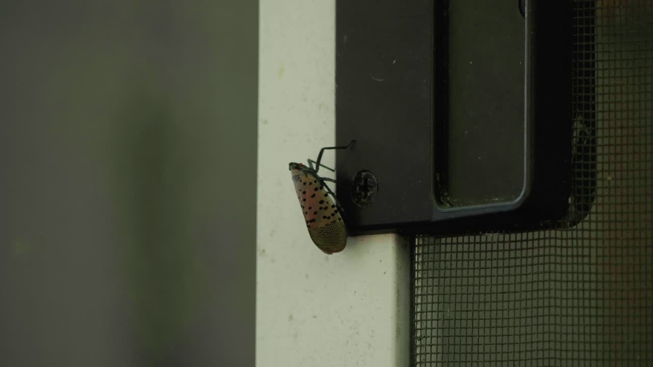 mosca linterna manchada en la puerta de la pantalla del porche