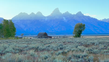 Grand-Teton-National-Park-Mormon-Row-Moulton-Barns-wind-tall-grass-fall-Aspen-golden-yellow-trees-Jackson-Hole-Wyoming-mid-day-beautiful-blue-sky-late-afternoon-sunset-cinematic-pan-left-motion