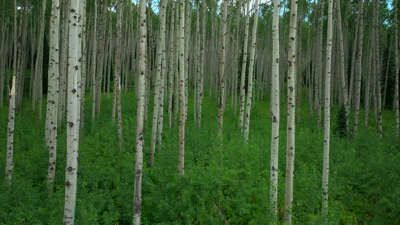 Aerial cinematic drone sunny lush green perfect dense Aspen forest Kebler Pass Crested Butte Telluride Vail Breckenridge stunning peaceful summer Rocky Mountains Colorado forward slowly