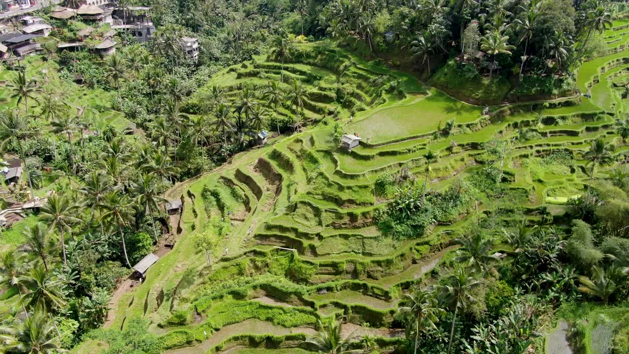 vista cinematográfica de las terrazas de arroz en la isla de bali mientras vuela por encima