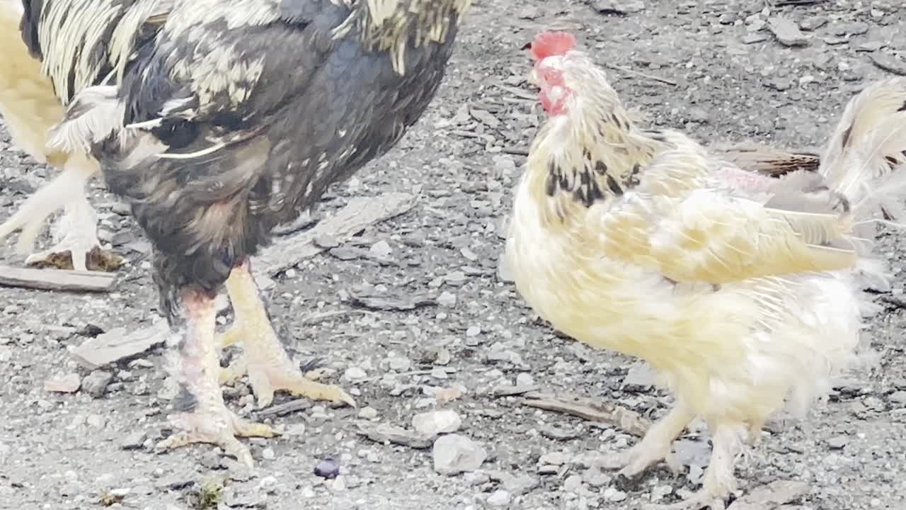 los pollos comen del suelo en la granja