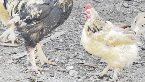 chickens eat from the ground on the farm