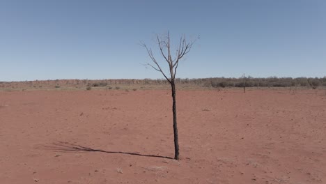 planta aislada sin hojas en el árido desierto del interior en el territorio del norte, australia central