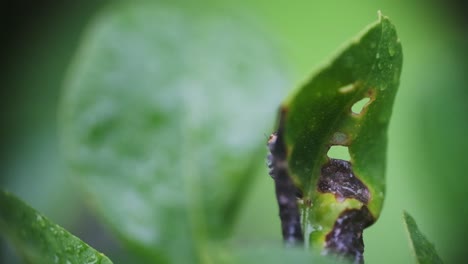 little jumping spider climbing around a leaf close up slow motion