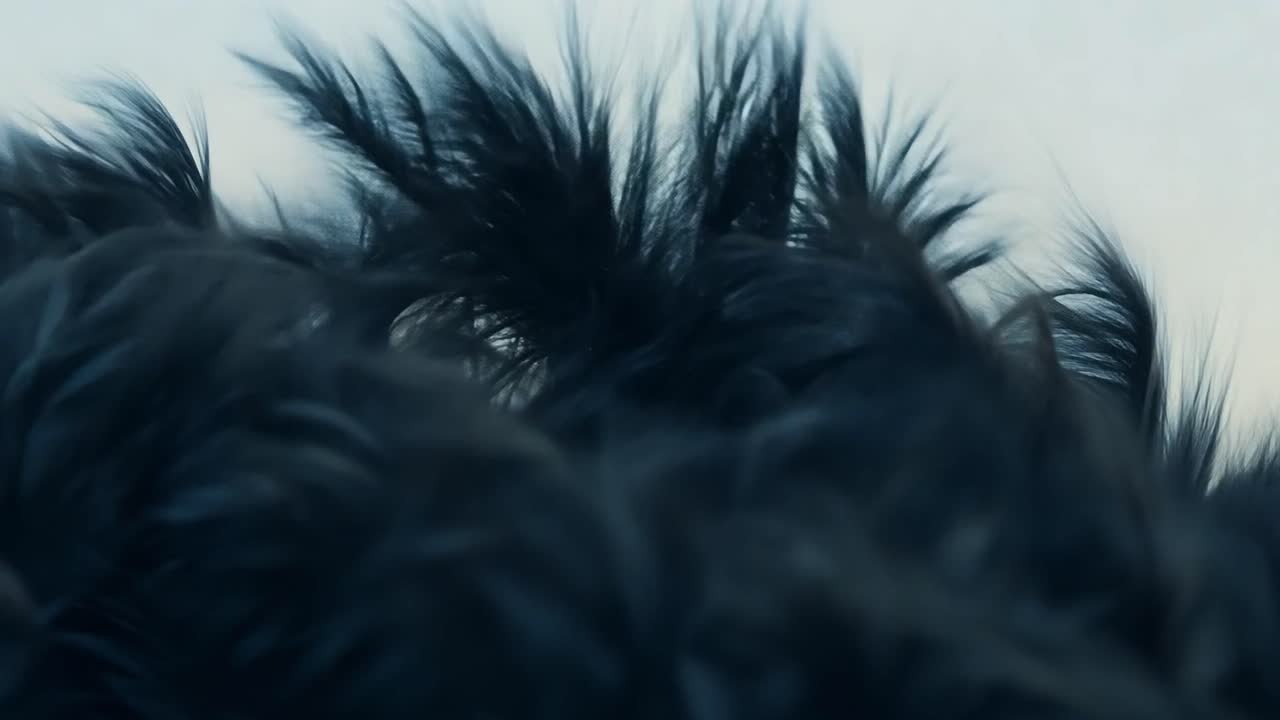 晴れた空に照らされた黒い羽根の中をゆっくりと吹く風は柔らかくて細な囲気を作り出します