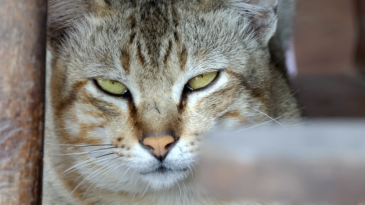 줄무 고양이가 휴식을 취하고 있습니다.